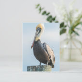 Pelikan auf Pylon sitzend Postkarte (Stehend Vorderseite)