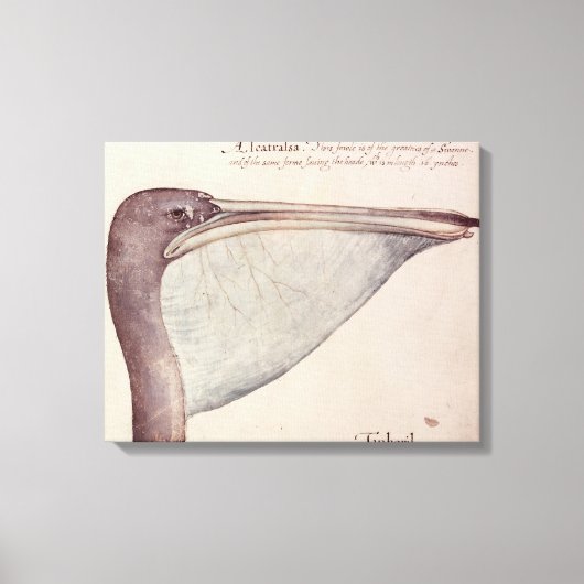 Pelikan, c.1590 leinwanddruck (Vorderseite)