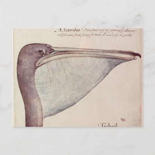 Pelikan, c.1590 postkarte (Vorderseite)