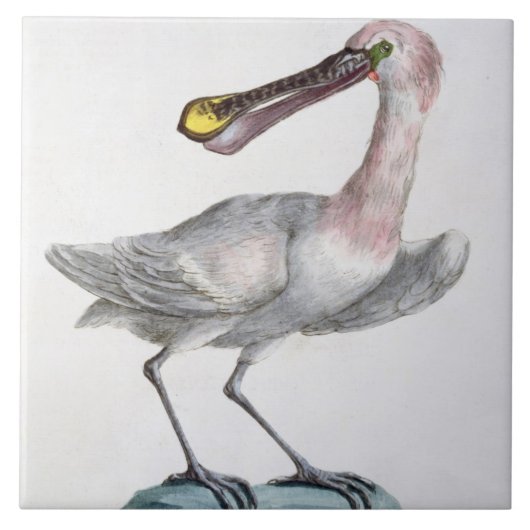 Pelikan, c.1767-76 (Hand farbiger Stich) Fliese (Vorderseite)