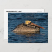 Pelikan-Erholung im Wasser Postkarte (Vorne/Hinten)