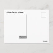 Pelikan-Erholung im Wasser Postkarte (Rückseite)
