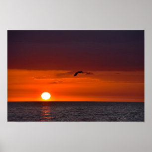 Pelikan fliegt bei Sonnenuntergang Poster