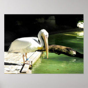 Pelikan im Frühling in Spanien Poster