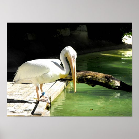 Pelikan im Frühling in Spanien Poster (Vorne)