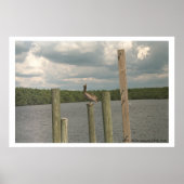 Pelikan in der Mitte Poster (Vorne)