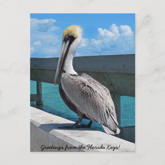 Pelikan in der Postkarte der Florida Keys (Vorderseite)