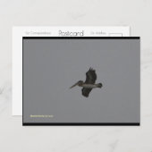 Pelikan in Miramar | Blue Beach Song™ Postkarte (Vorne/Hinten)