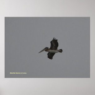 Pelikan in Miramar Poster