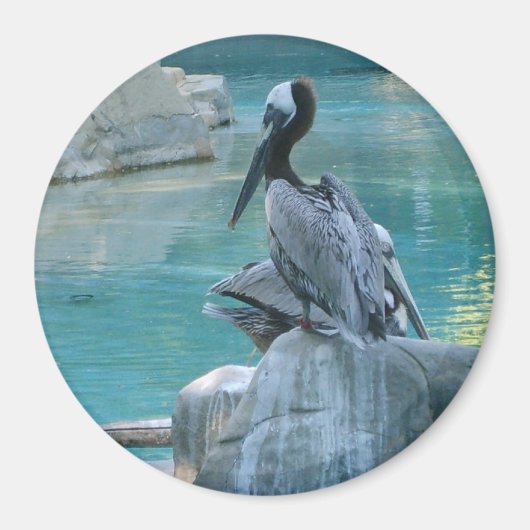 Pelikan Magnet (Vorne)