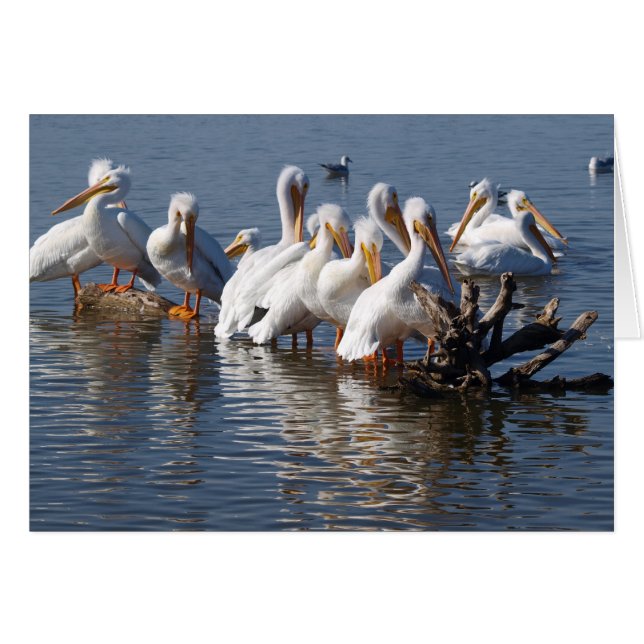 Pelikan Napping Card 12x18 (Vorderseite (Horizontal))