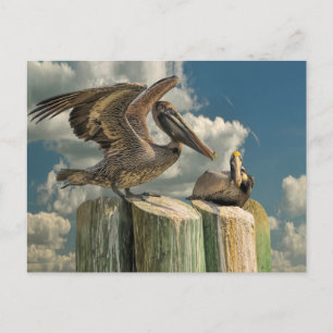 Pelikan-Parodien auf die Wildlife Floridas Postkarte