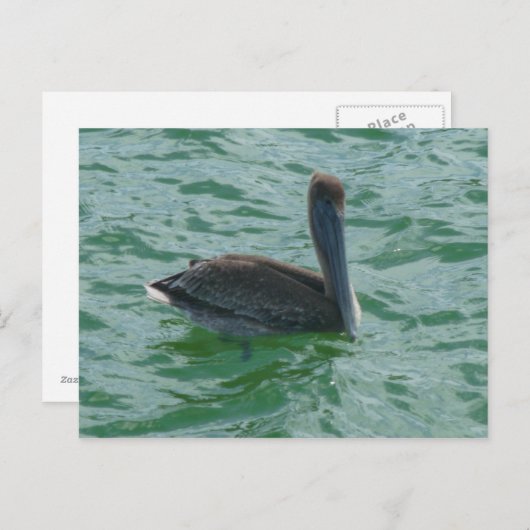 Pelikan Pelikane Postkarte (Vorne/Hinten)