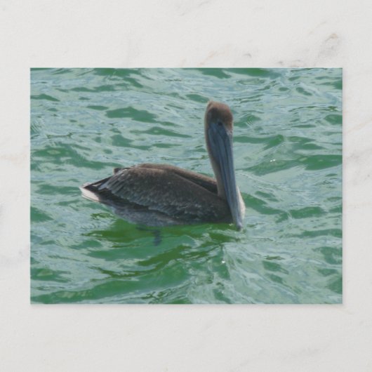 Pelikan Pelikane Postkarte (Vorderseite)