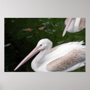 Pelikan Poster