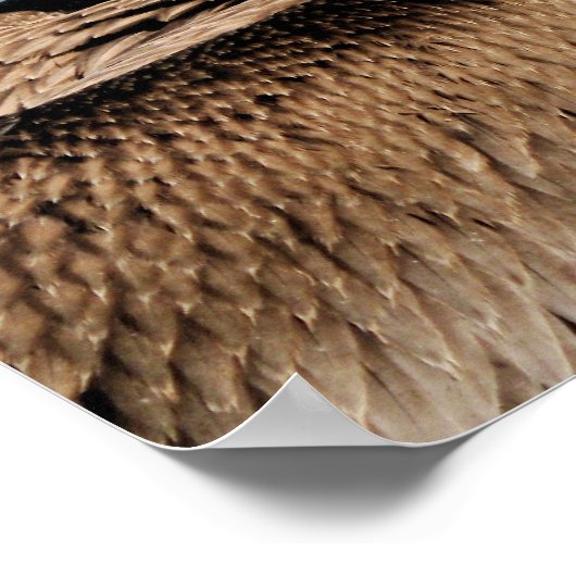 Pelikan Poster (Ecke)