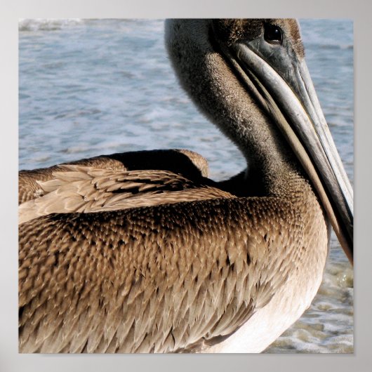 Pelikan Poster (Vorne)