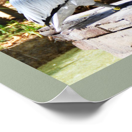 Pelikan Poster (Ecke)