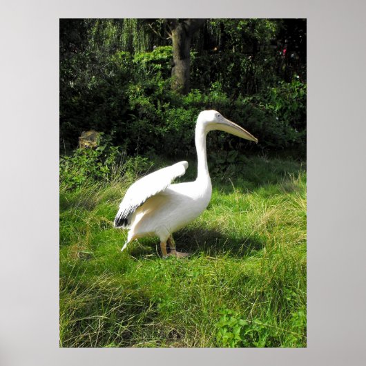 Pelikan Poster (Vorne)