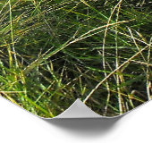 Pelikan Poster (Ecke)