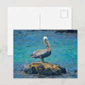 Pelikan Postkarte (Vorne/Hinten)