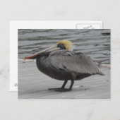 Pelikan Postkarte (Vorne/Hinten)