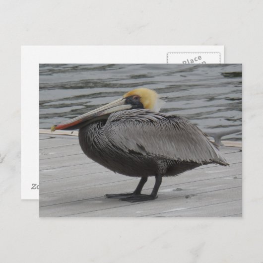 Pelikan Postkarte (Vorne/Hinten)