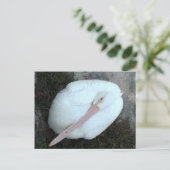 Pelikan Postkarte (Stehend Vorderseite)