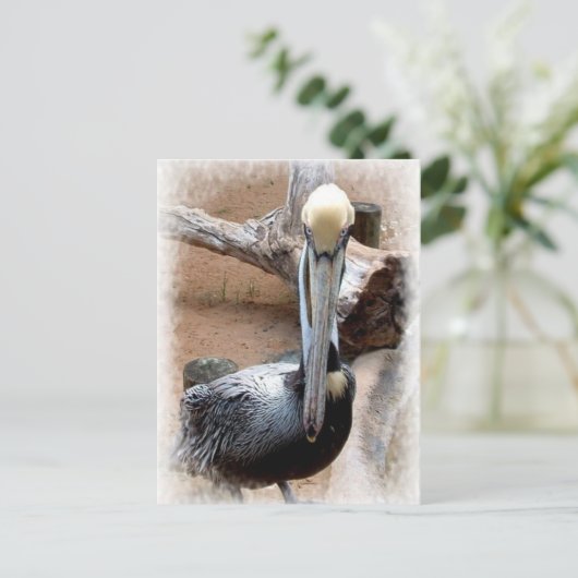 Pelikan Postkarte (Stehend Vorderseite)