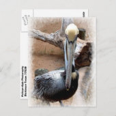 Pelikan Postkarte (Vorne/Hinten)