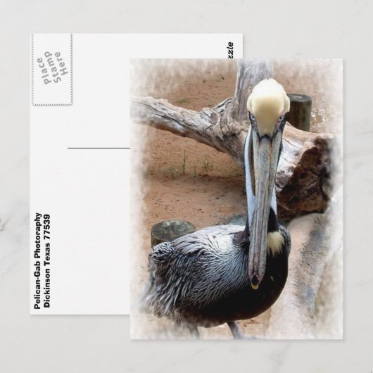 Pelikan Postkarte (Vorne/Hinten)