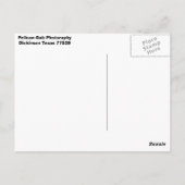 Pelikan Postkarte (Rückseite)