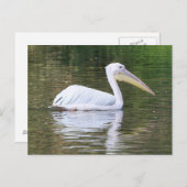 Pelikan Postkarte (Vorne/Hinten)