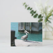 Pelikan Postkarte (Stehend Vorderseite)