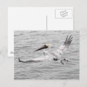 Pelikan Postkarte (Vorne/Hinten)