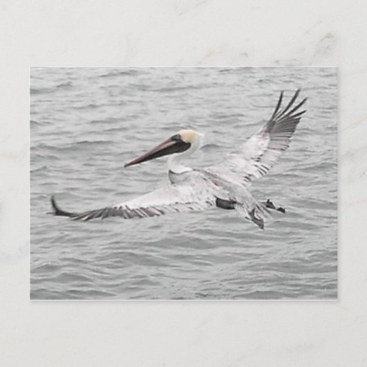 Pelikan Postkarte (Vorderseite)