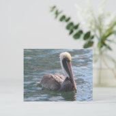 Pelikan Postkarte (Stehend Vorderseite)