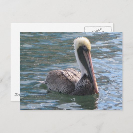 Pelikan Postkarte (Vorne/Hinten)