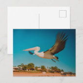 Pelikan Postkarte (Vorne/Hinten)