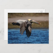 Pelikan Postkarte (Vorne/Hinten)