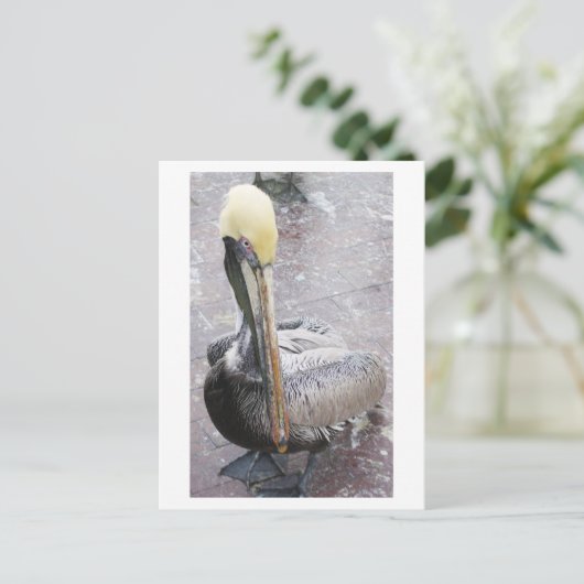 Pelikan Postkarte (Stehend Vorderseite)