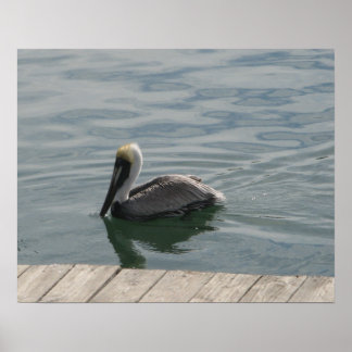 Pelikan Schwimmen im Wasser Poster