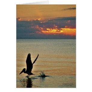 Pelikan starten bei Sonnenuntergang Golf Coast Flo