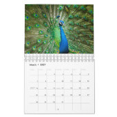 Pelikan-und Pfau-Kalender Kalender (Mär 2027)