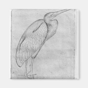 Pelikan, vom Vallardi Album Magnet