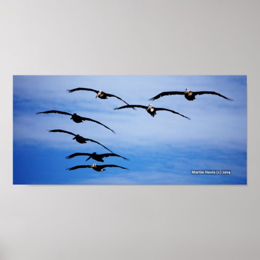 Pelikancluster IV Poster (Vorne)