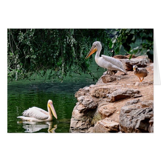 Pelikane (Vorderseite (Horizontal))