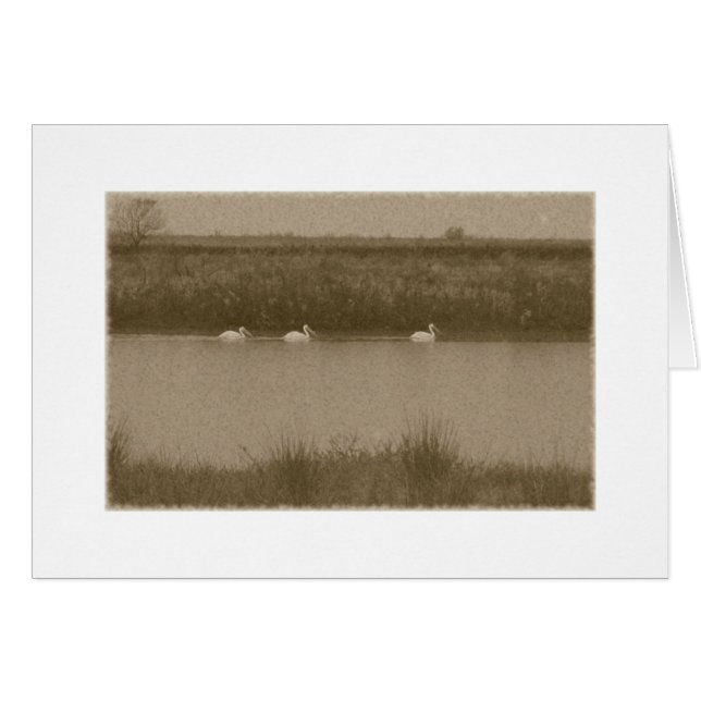 Pelikane (Vorderseite (Horizontal))