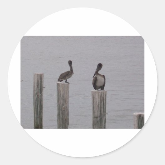 Pelikane 3 runder aufkleber (Vorderseite)