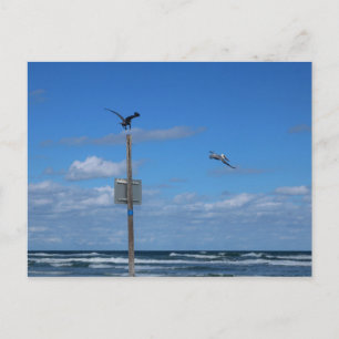 Pelikane am Strand Postkarte
